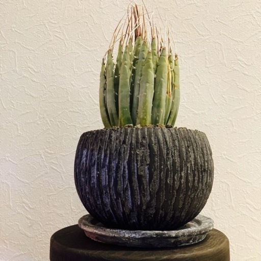 お値下げ★【大特価！希少種！】アガベ・ユタエンシス・エボリスピナ