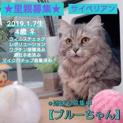 里親様決定 ｱﾘｶﾞﾄｳｺﾞｻﾞｲﾏｼﾀ!!💙ブルーちゃん🐾20...