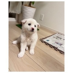 ○里親様決定○可愛い真っ白な子犬🐶♥️
