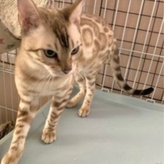 犬猫のお世話の画像