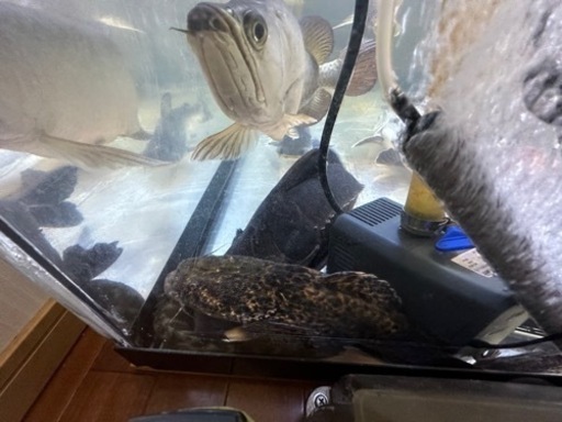 オレンジキャット　28cm前後