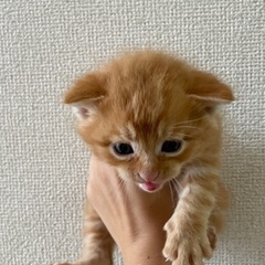 捨て猫