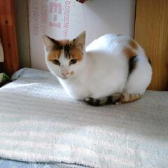 気品ある三毛猫のべっぴんさん