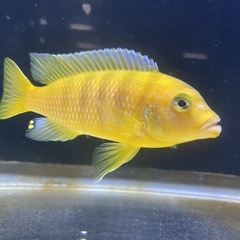 ゴールデンゼブラシクリッド成魚１匹