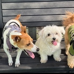 犬友募集しています