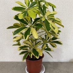 12/28まで！🌿観葉植物　シャフレラとサンセベリア