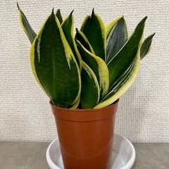 12/28まで！🌿観葉植物　シャフレラとサンセベリアの画像