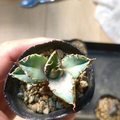 訳ありアガベ　オテロイ（チタノタ）の画像
