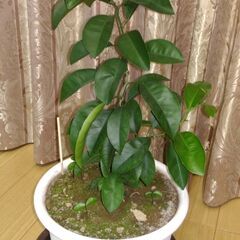 ああ無償！　実生苗木無償で差し上げます。週末自宅又は平日２０時半...