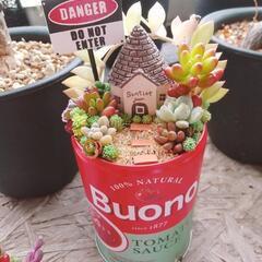 多肉植物  寄せ植え  そのまま飾れます！
