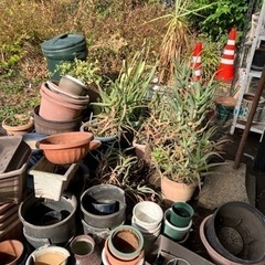 【無料】鉢植え 植物 水槽の画像