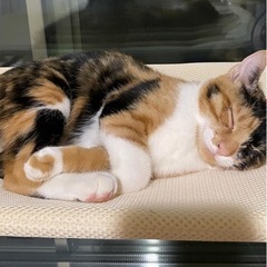 仲良し5兄妹　約4ヶ月　甘えん坊の三毛ちゃん