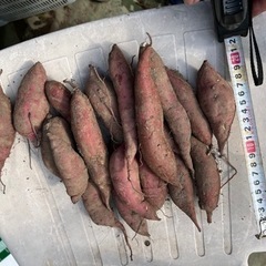 サツマイモ　※問い合わせ多数の為受付一時中止します　の画像