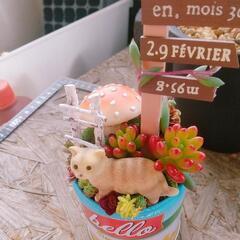 多肉植物  寄せ植えの画像