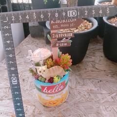 多肉植物  寄せ植えの画像