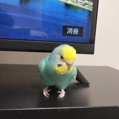 セキセイインコ　7歳