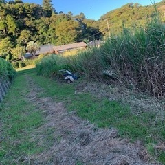 植木の刈込み、草刈り承ります。⭐️仮払、チェーンソー等の講習終了証を保持しております。 - 剪定/造園