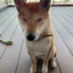 柴犬8ヶ月