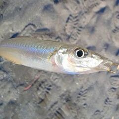 茨城県鹿嶋周辺で釣りしてる方 - スポーツ