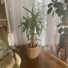 観葉植物【幸福の木】＋鉢カバー