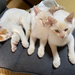仲良し3兄妹（中央メス）