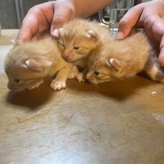 只今問い合わせが多い為、順次対応させて頂けたらと思います…[急募...