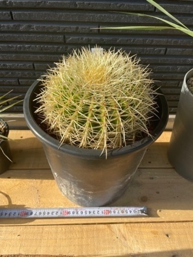 ④金鯱　キンシャチ　サボテン　アガベ　ドライガーデン