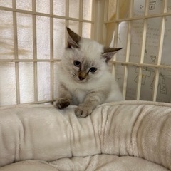 2ヶ月弱シャムミックス女の子 - 八尾市