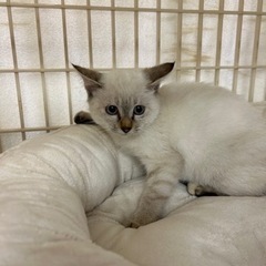 2ヶ月弱シャムミックス女の子 − 大阪府