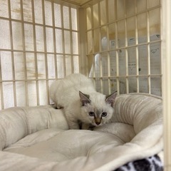 2ヶ月弱シャムミックス女の子 - 里親募集