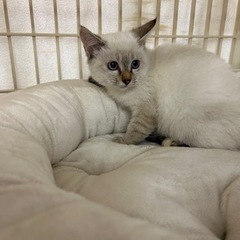 2ヶ月弱シャムミックス女の子 - 猫