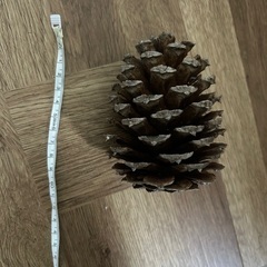 巨大松ぼっくり