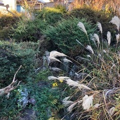 庭石等々､差し上げますの画像