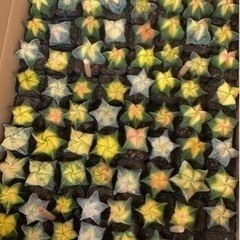 多肉植物　鸞鳳玉 アストロフィツム　サボテン　良株　美株　高品質  1株入りの画像