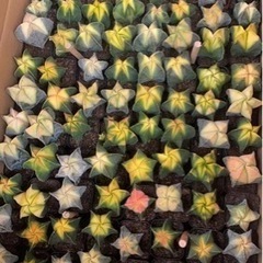 多肉植物　鸞鳳玉 アストロフィツム　サボテン　良株　美株　高品質...