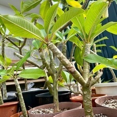 プルメリア　小型　花木　植物の画像