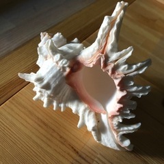 貝殻🐚🐈 ハワイアン 海インテリア サーフの画像