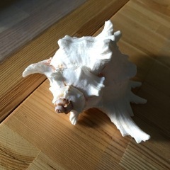 貝殻🐚🐈 ハワイアン 海インテリア サーフの画像