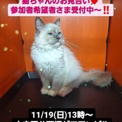 11/19(日)譲渡会。7月生ラグドール♀(⋈◍＞◡＜◍)。✧♡