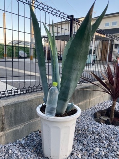 アカベ　アメリカーナ　巨大化　8年物