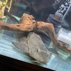 熱帯魚　プレコの画像