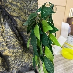 GEX エキゾテラ グラステラリウム3045 爬虫類ケージの画像