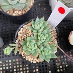 多肉植物 マクドガリー