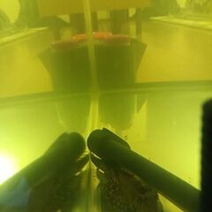 プレコ（魚）12〜13センチ程の画像