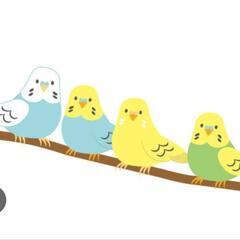 受付中止！セキセイインコ2羽！手乗り、肩乗り！