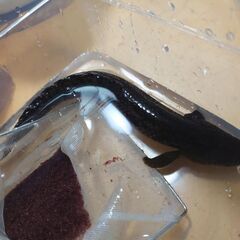 ポリプテルスデルヘッジの画像