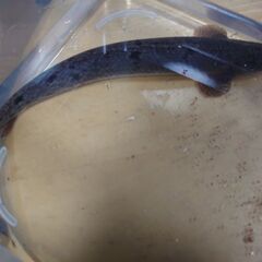 ポリプテルスデルヘッジの画像