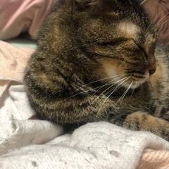 キジトラ　愛情を注いで下さる方へ