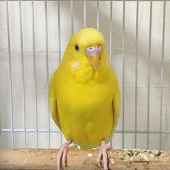 【里親様決定】つがい　セキセイインコ　２匹
