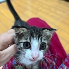 １ヶ月半キジ子猫
